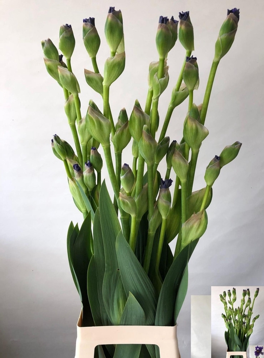 IRIS BUITEN OV