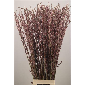 Salix G Pink Cushion