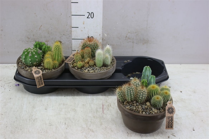<h4>Arr3 Ub - Cactus Grijze Schaal M X3</h4>