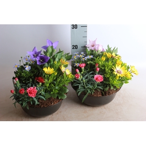 ARR TUINPLANTEN