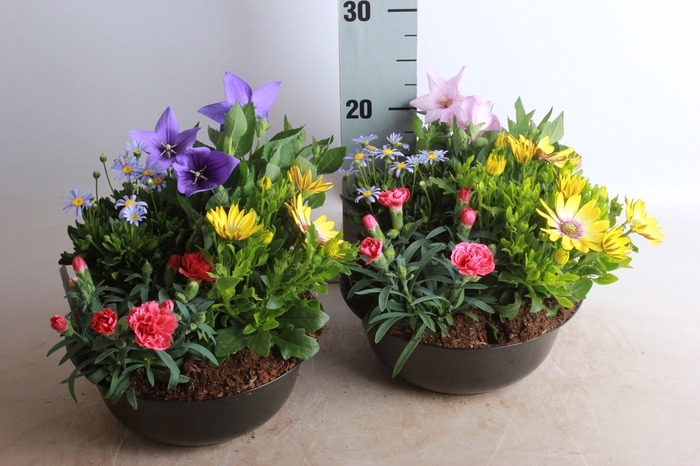 <h4>ARR TUINPLANTEN</h4>