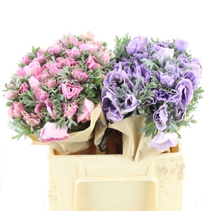 Anemone Powder Mix In Th Bucket