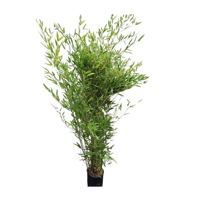 <h4>Phyllostachys bissetii</h4>