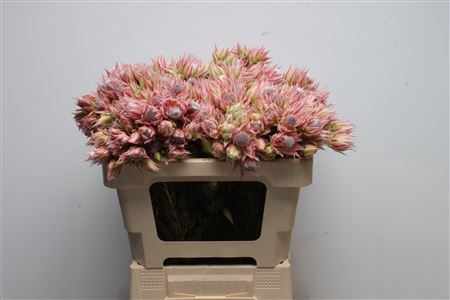 <h4>Blushing Bride Pretty 'n Pink 2-5</h4>