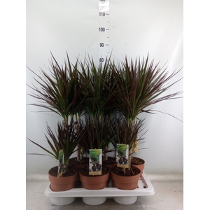 Dracaena marg. 'Magenta'