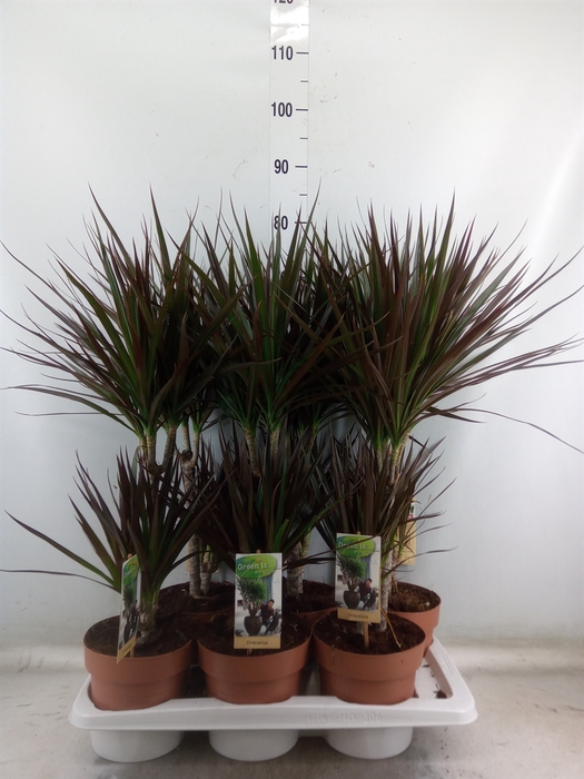 <h4>Dracaena marg. 'Magenta'</h4>