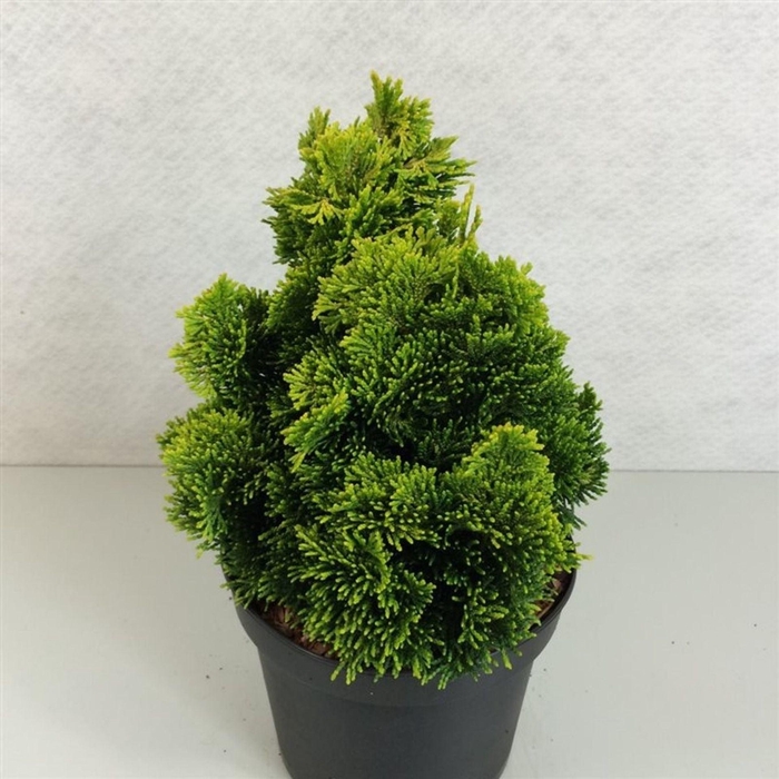 <h4>Chamaecyparis obtusa</h4>