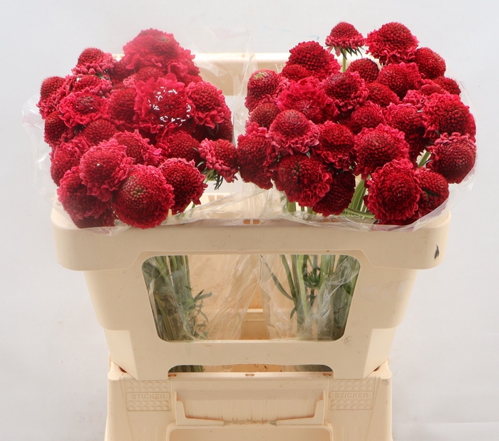 <h4>Scab Red Apple</h4>