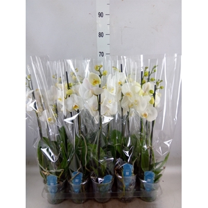 Phalaenopsis   ...