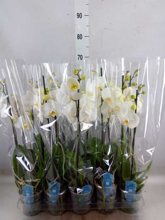 <h4>Phalaenopsis   ...</h4>
