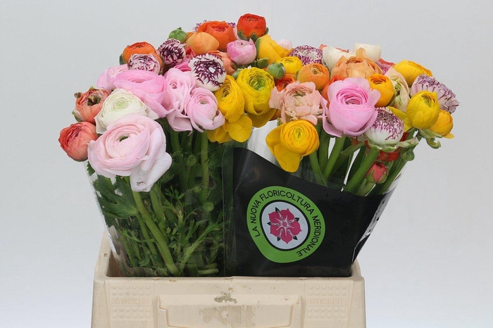 <h4>Ranunculus Charm Rainbow</h4>