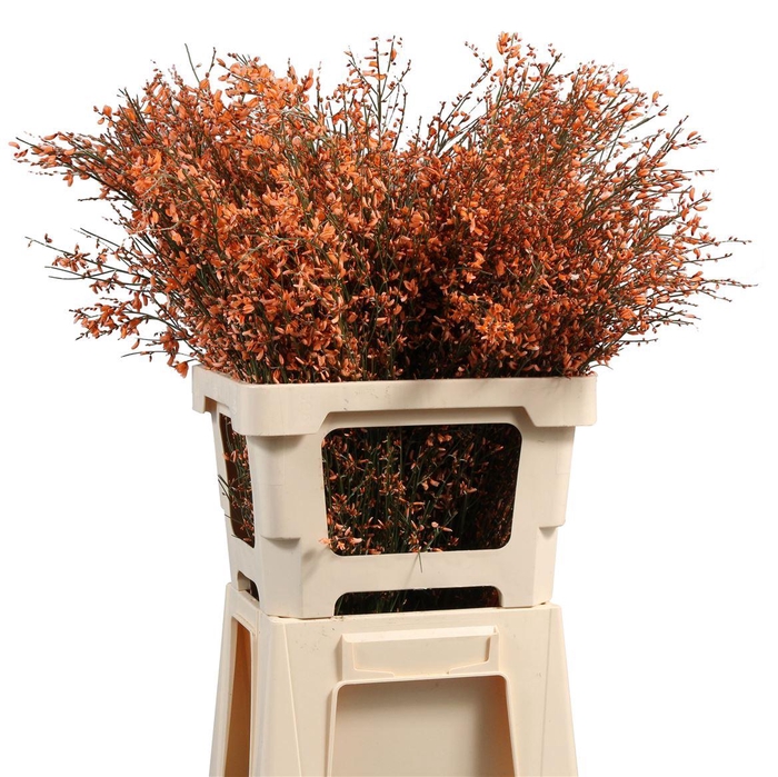 <h4>Ginster Geverfd</h4>