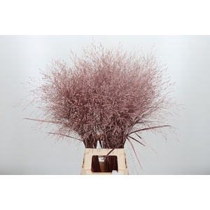 Panicum Kl Bh Roze Goud