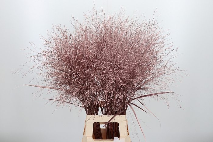 <h4>Panicum Kl Bh Roze Goud</h4>