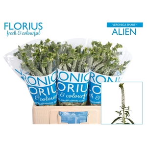 VERON SMART ALIEN WHITE