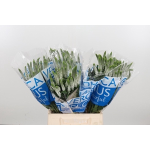 Veron Smart Luna Wit