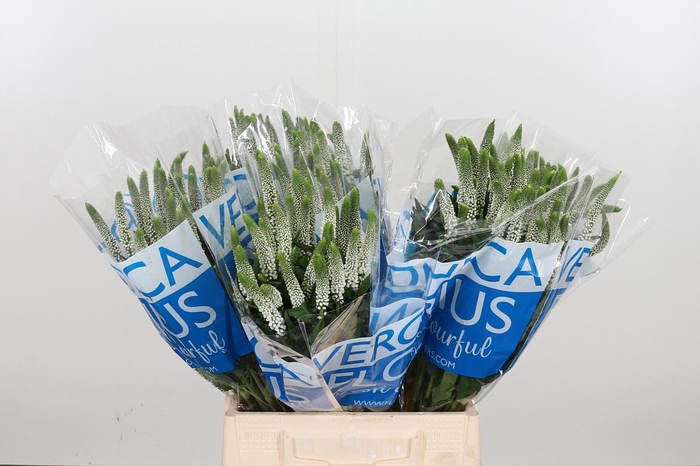 <h4>Veron Smart Luna Wit</h4>