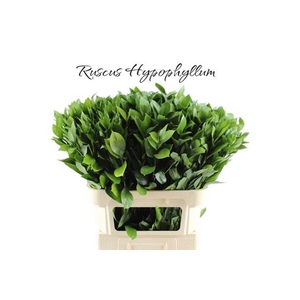 RUSCUS HYPOPHYLLUM