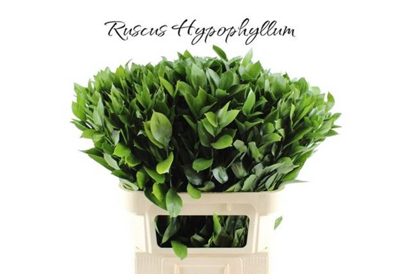 <h4>RUSCUS HYPOPHYLLUM</h4>