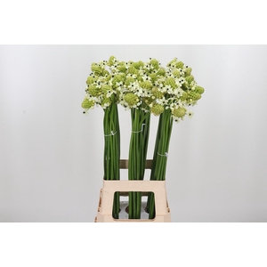 Ornithogalum Saundersiae