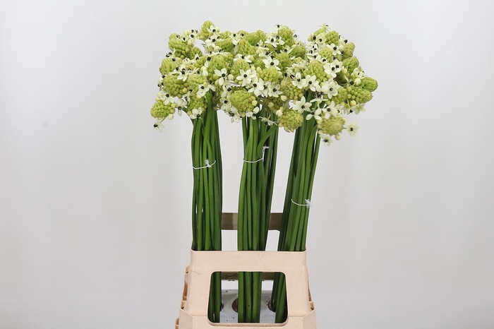 <h4>Ornithogalum Saundersiae</h4>