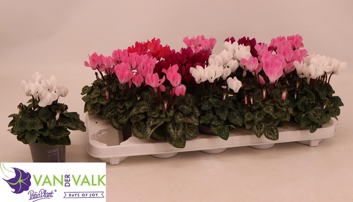 <h4>CYCL KL MACARON</h4>