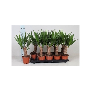 Yucca 20cm Stam 3+ Meerkop