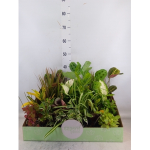 Planten  ..mix