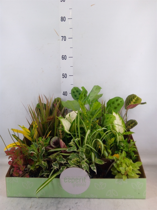 <h4>Planten  ..mix</h4>