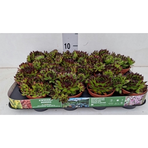 Sempervivum   ...