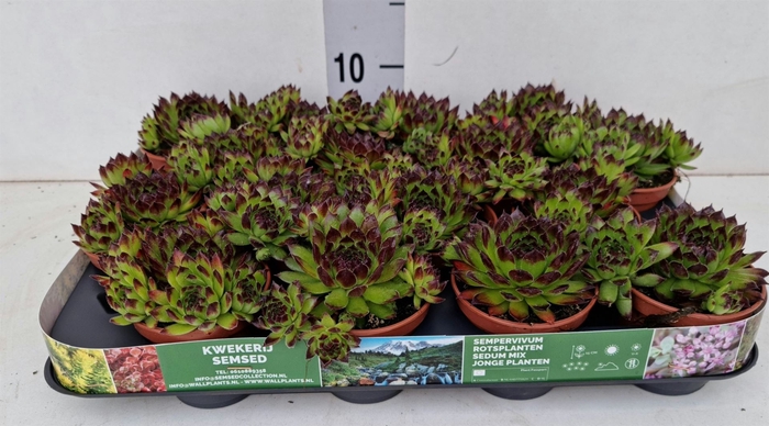 <h4>Sempervivum   ...</h4>
