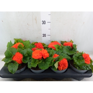 Begonia tuber. 'Fortune Orange Shd'