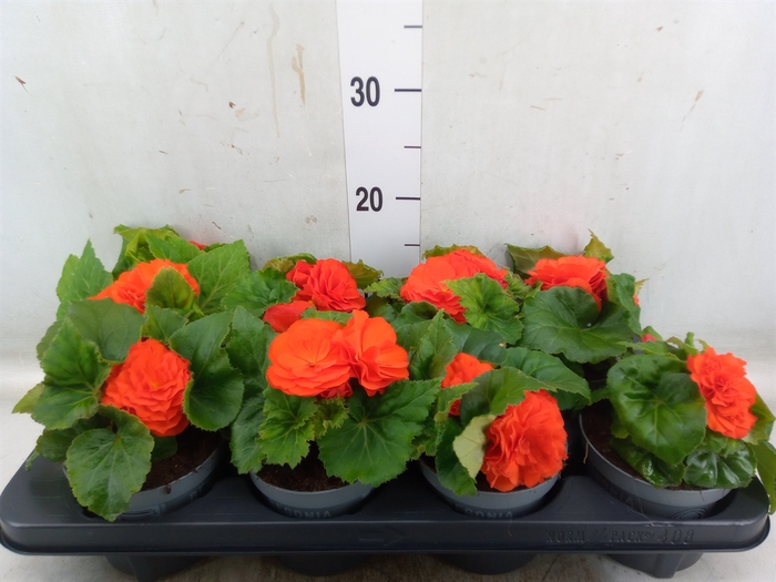 <h4>Begonia tuber. 'Fortune Orange Shd'</h4>