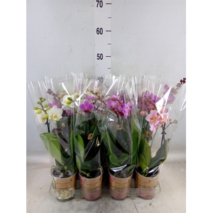 Phalaenopsis   ...mix