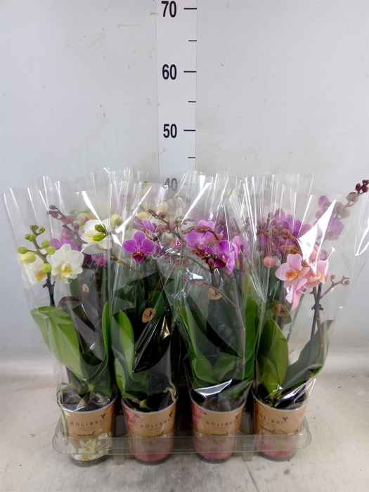<h4>Phalaenopsis   ...mix</h4>