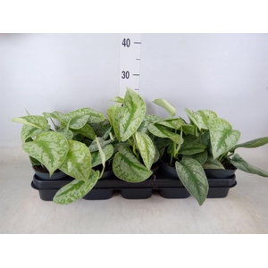 Scindapsus pictus 'Trebie'