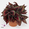Begonia rex Red Tango