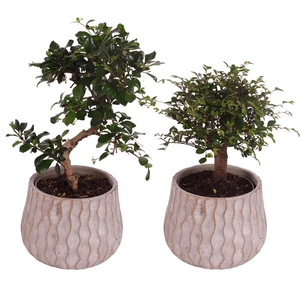 Bonsai Indoor Mix Ø12cm Mix B/S Shape in Ø16cm Ceramic PL569