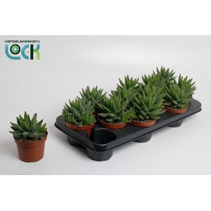 Aloe Brevifolia