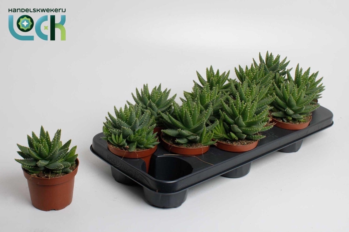 <h4>Aloe Brevifolia</h4>