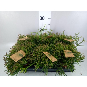 Rhipsalis burchellii