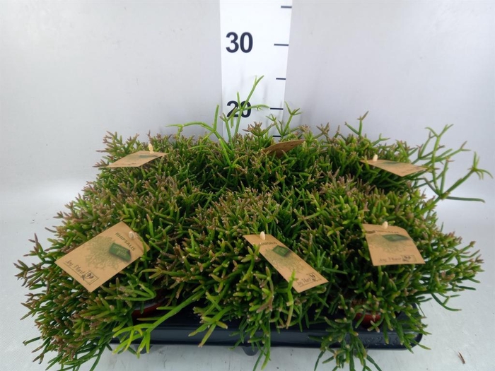 <h4>Rhipsalis burchellii</h4>