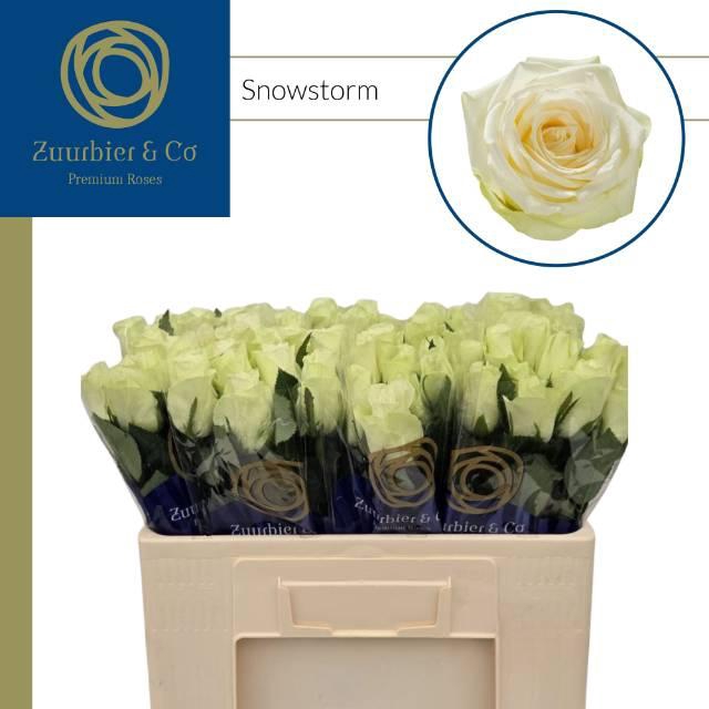 <h4>R Gr Snowstorm+</h4>