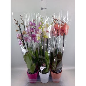 Phalaenopsis   ...mix