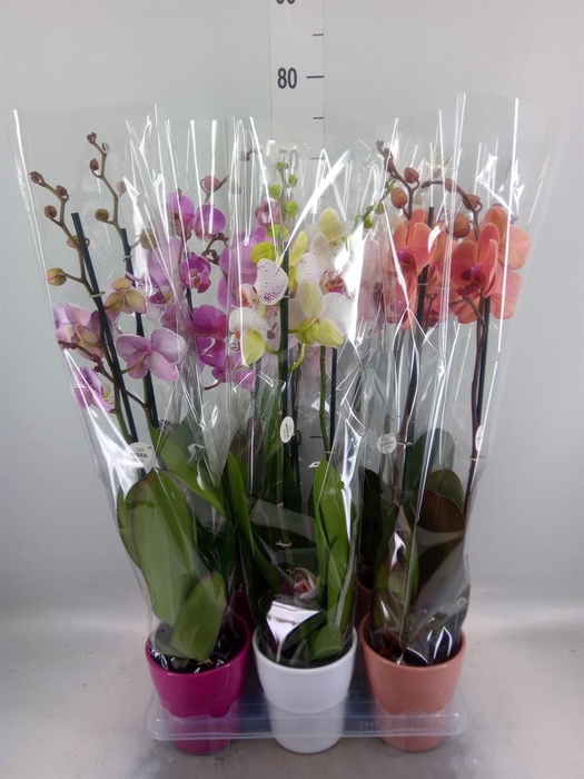 <h4>Phalaenopsis ...mix</h4>