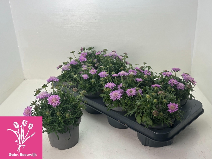 <h4>SCAB PINK DIAMONDS</h4>