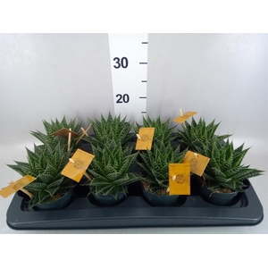 xGasteraloe  'Aurora'