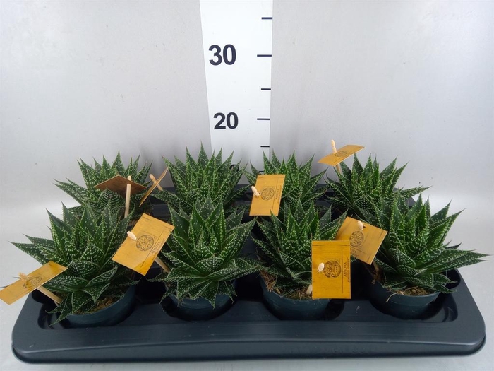 <h4>xGasteraloe  'Aurora'</h4>
