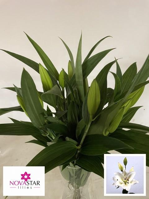 <h4>LI OR PATHOS</h4>