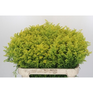 Solidago Tara